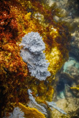 Çok güzel bir su altı görüntüsü.