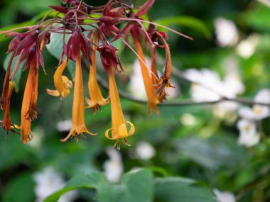 Bulanık yaprakların arka planında terlik orkidelerinin yakın plan çekimi.