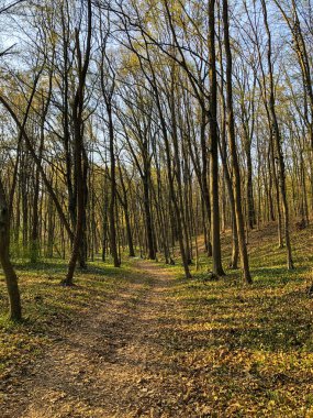 İnce ağaçlı yeşil bir ormanın içindeki patikanın dikey çekimi.
