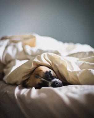 Uykulu bir köpek battaniyenin altında Gri arka plandaki kameraya bakıyor