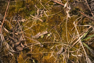 Bir orman zemininde dalların ve yosunların yakın çekimi.