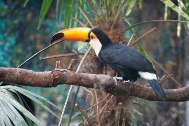 Bir dalda bir Toucan 'ın yakın çekimi.