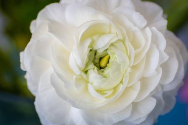 Bulanık arkaplanı olan beyaz çiçeğin yakın plan çekimi.