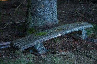 Parkta gündüz vakti büyük bir ağaç tarafından yosunla kaplanmış eski gri bir bankın yakın çekimi.