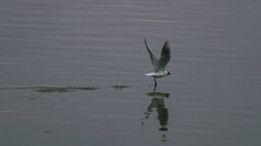 Gün boyunca deniz manzarası üzerinde uçan bir martının güzel bir görüntüsü.