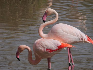 Yazın güneşli bir günde gölette iki pembe flamingo.