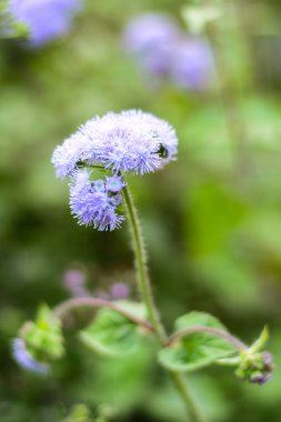 Bahçedeki mavi bir Ageratum 'un seçici odak noktası.