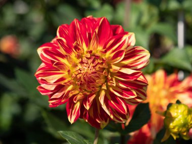 Dahlia Pinnata çiçeğinin arka planda çekilmiş yakın plan fotoğrafı.