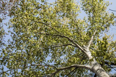 İlkbaharda yüksek bir huş ağacının alçak açılı görüntüsü.