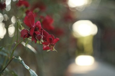 Schonbrunn, Viyana, Avusturya 'daki bahçede gül çiçeklerinin seçici odak noktası.