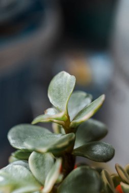 Güzel yeşil bir Pigmyweeds gezegeninin dikey görüntüsü.