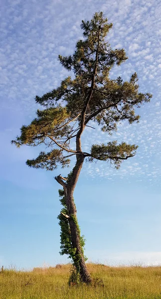 Vertical Shot Pinus Sylvestris Tree Hill Blue Sky Background — Stock Photo, Image