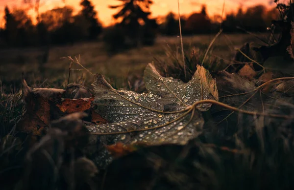 草の地面に雨が降り落ちた緑の葉のクローズアップ — ストック写真
