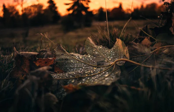 Detailní Záběr Spadlého Zeleného Listu Kapkami Deště Travnaté Zemi — Stock fotografie