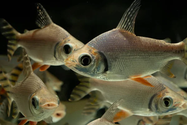 Sebuah Sekolah Perak Prochilodus Ikan Berenang Akuarium — Stok Foto