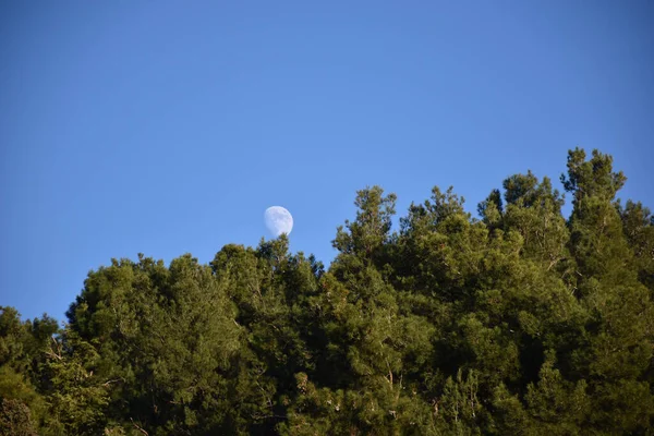 Lua Fase Uma Cera Gibbous Durante Dia Sobre Algumas Árvores — Fotografia de Stock
