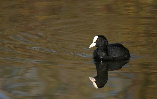 Une Adorable Foulque Eurasienne Nageant Dans Étang Dans Essex Royaume — Photo