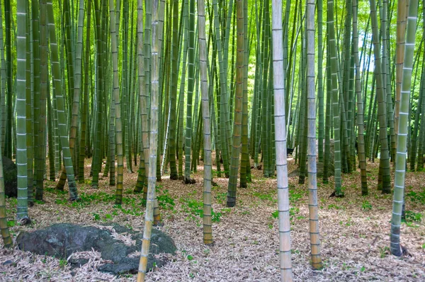 Bambusový Les Parku Beppu Oitě Japonsko — Stock fotografie
