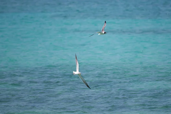 Die Nahaufnahme Einer Fliegenden Möwe Über Einem Türkisfarbenen Meer — Stockfoto