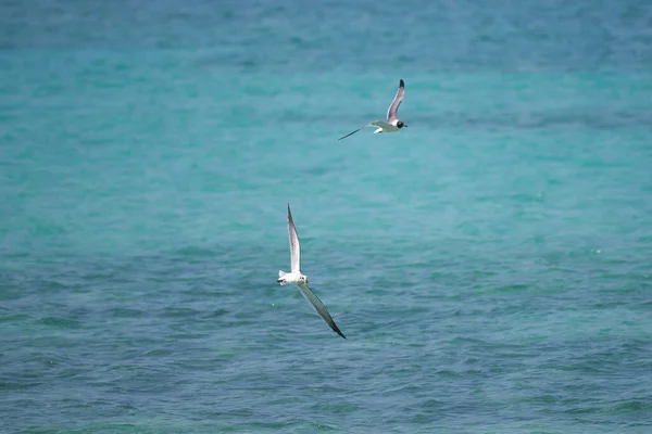 Närbild Flygande Fiskmås Ovanför Ett Turkost Hav — Stockfoto