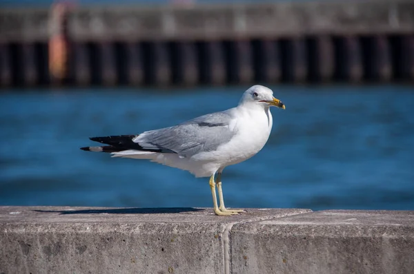 Cute Ring Billed Gull Standing Wall Pool — Stock Photo, Image