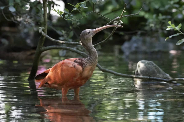 Close Ibis Scarlet Rio Floresta — Fotografia de Stock