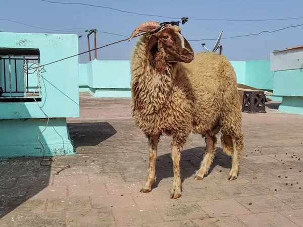 Çatıda Tek Bir Koyun Duruyor — Stok fotoğraf