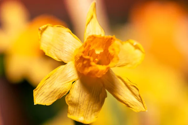 Eine Nahaufnahme Von Blühenden Gelben Narzissenblüten Isoliert Auf Verschwommenem Hintergrund — Stockfoto