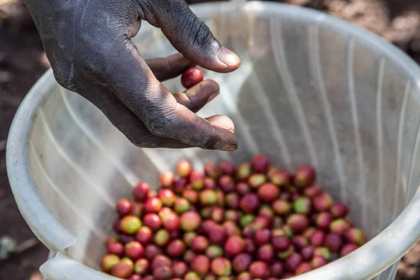 Zbliżenie Ujęcia Afrykańskiej Ręki Trzymającej Nasiona Kawy Kenii Światłem Słonecznym — Zdjęcie stockowe