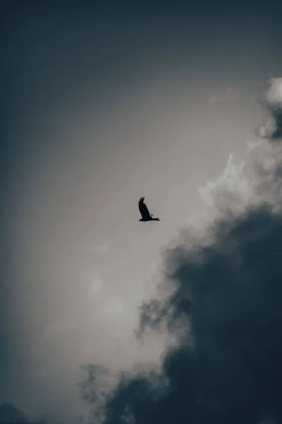 Ένας Αετός Που Πετάει Ψηλά Στον Συννεφιασμένο Ουρανό — Φωτογραφία Αρχείου