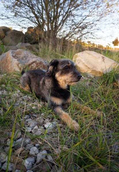 Ein Flauschiger Liebenswerter Hund Auf Der Steinigen Rasenfläche — Stockfoto