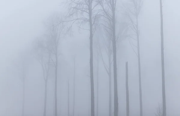 Árvores Floresta Nebulosa Estônia — Fotografia de Stock