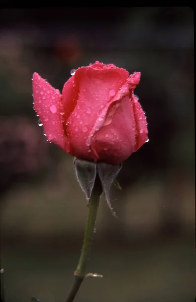 Plano Vertical Una Rosa Rosada Con Gotas Rocío Sobre Fondo — Foto de Stock