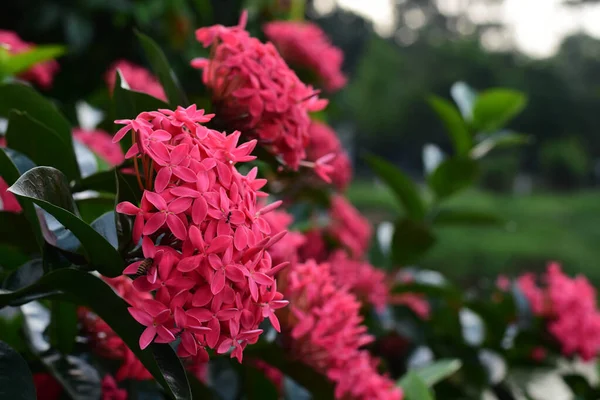 花园里长满了刺槐的丛林中花朵 这是一张特写照片 — 图库照片