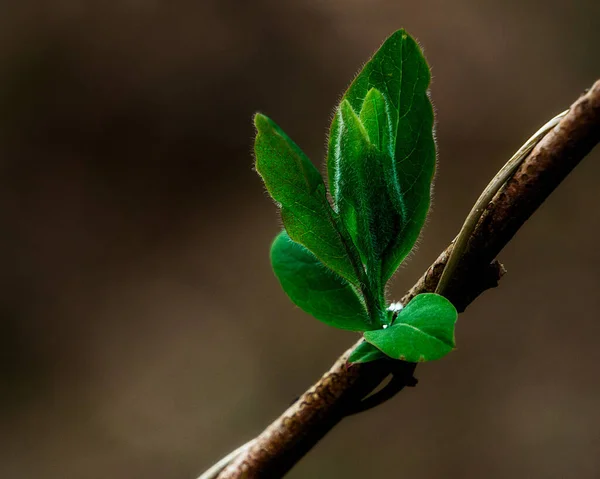 Zöld Levelek Közelsége Egy Faágon — Stock Fotó