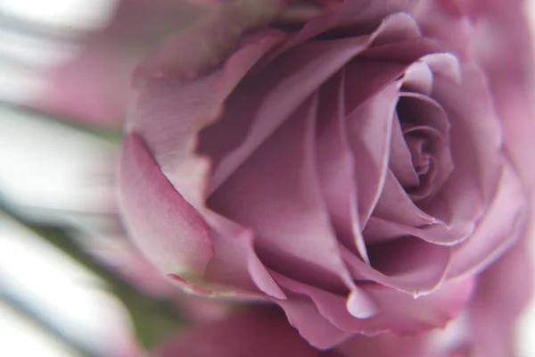 Pionowy Strzał Purpurowej Róży Rozmytym Tle — Zdjęcie stockowe