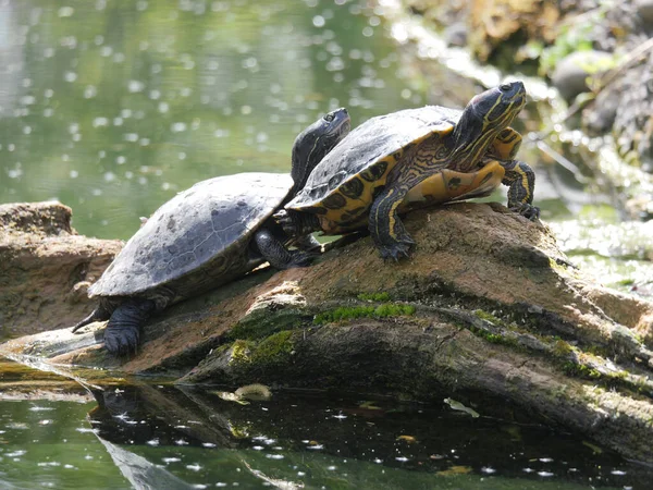 Een Close Shot Van Twee Roodoorschuifjes Een Stuk Hout Water — Stockfoto