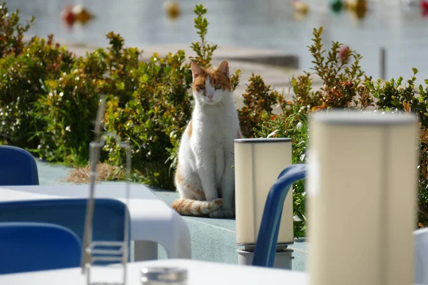 a shot of cat white cat sitting on table