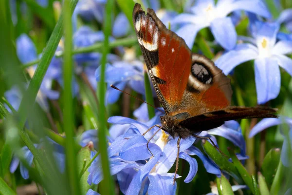 Macro Shot Peacock Butterfly Blossom Blue Flower Garden — Stock Photo, Image