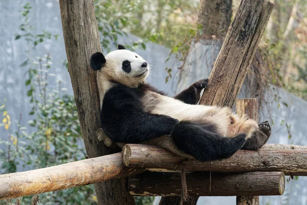 A cute panda lying and resting on the logs in the safari in summer