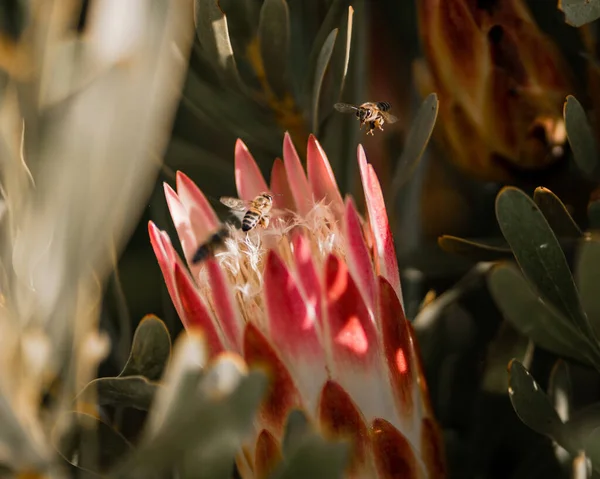 Крупный План Цветка Протеуса Розовыми Лепестками Пчелами Летящими Солнечным Светом — стоковое фото