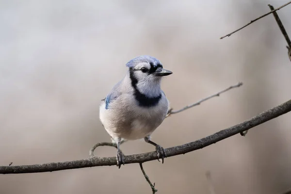 Gros Plan Geai Bleu Perché Sur Arbre Dans Ohio — Photo