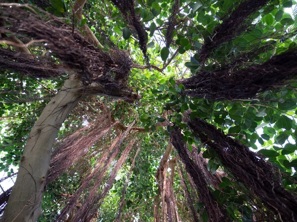 Eine Flache Aufnahme Hoher Bäume Mit Grünen Blättern — Stockfoto