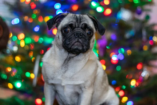 Nahaufnahme Eines Mops Der Vor Dem Weihnachtsbaum Steht — Stockfoto