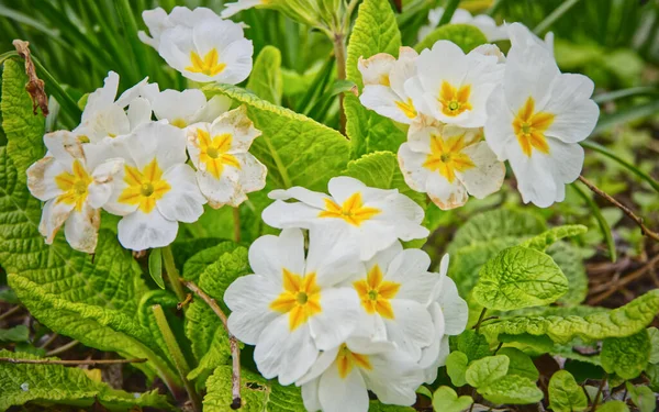 英国诺丁汉郡纽瓦克附近的自然界中的白樱花 — 图库照片