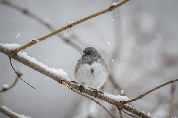 Uma Foto Close Dark Eyed Junco Ohio — Fotografia de Stock