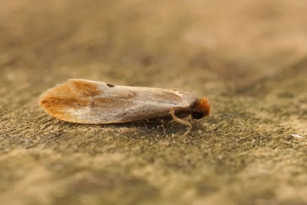 Primer Plano Polilla Ropa Llena Tinea Semifulvella Posó Sobre Madera — Foto de Stock