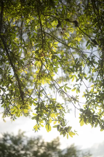 Ένα Vetical Πλάνο Ενός Green Leaves Κλαδί Δέντρου Θολή Φόντο — Φωτογραφία Αρχείου