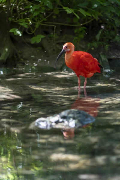 Close Ibis Scarlet Uma Floresta — Fotografia de Stock