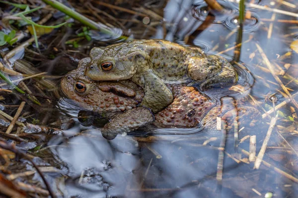 Een Macro Uitzicht Van Twee Gemeenschappelijke Padden Paring Waterplas — Stockfoto